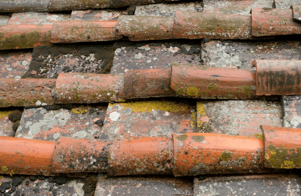 moldy roof